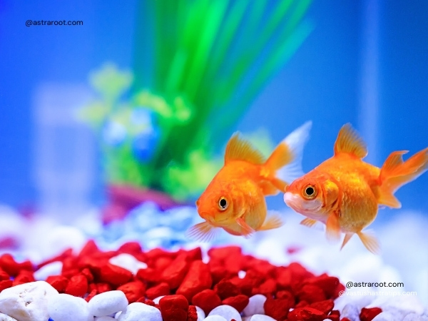 vastu fish for home