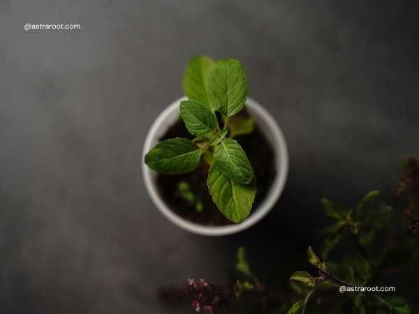tulsi plant vastu direction